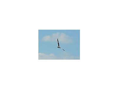 Photo Small Seagull Flying Animal