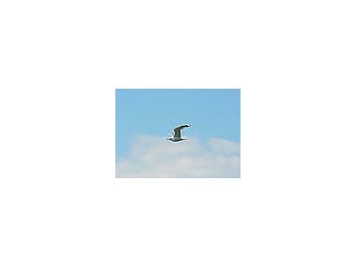 Photo Small Seagull Flying 3 Animal
