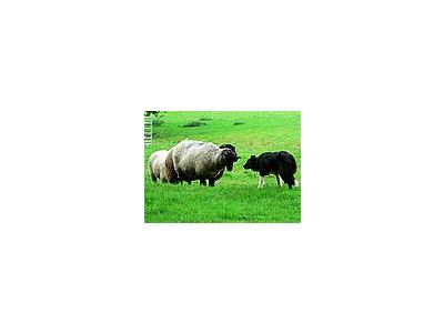 Photo Small Sheep And Sheep Dog Animal