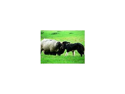 Photo Small Sheep And Sheep Dog 2 Animal