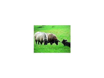 Photo Small Sheep And Sheep Dog 3 Animal