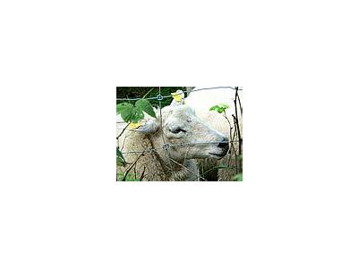 Photo Small Sheep Behind Fence Animal