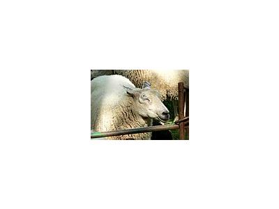 Photo Small Sheep With Closed Eyes Animal