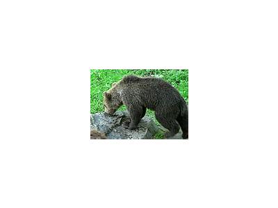 Photo Small Sniffing Bear Animal