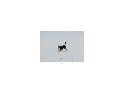 Photo Small Sporting Dog Running In Snow Animal