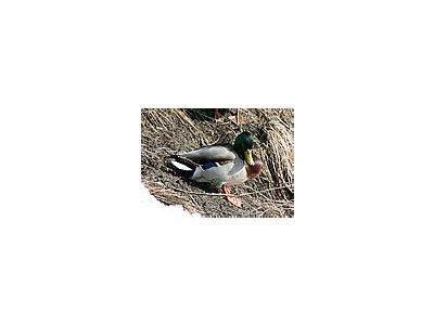 Photo Small Sunbathing Mallard Animal