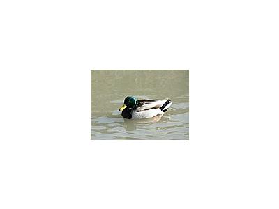 Photo Small Swimming Mallard Animal