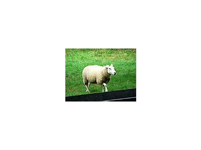 Photo Small Walking Sheep Animal