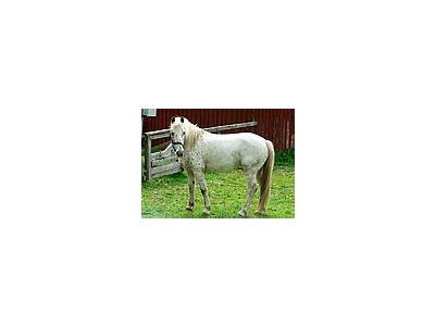Photo Small White Horse Animal
