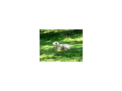 Photo Small White Sheep Resting Animal