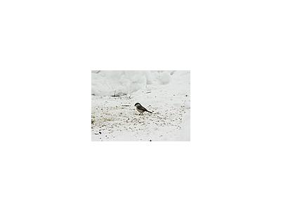 Photo Small Willow Tit Eating Seed Animal