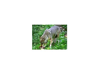 Photo Small Wolf Eating Animal