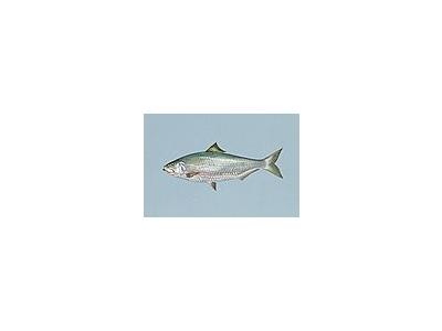 Photo Small Fish Shad Animal