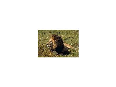 Photo Small Lion Animal