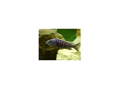 Photo Small Aquarium Fish 1 Animal