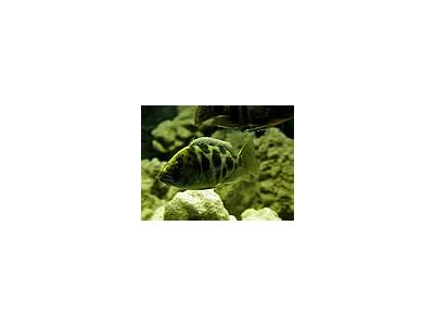 Photo Small Aquarium Fish 10 Animal