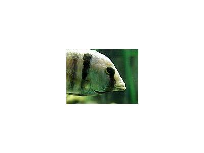 Photo Small Aquarium Fish 11 Animal