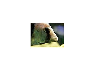 Photo Small Aquarium Fish 12 Animal