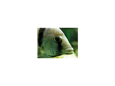 Photo Small Aquarium Fish 13 Animal