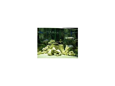 Photo Small Aquarium Fish 14 Animal