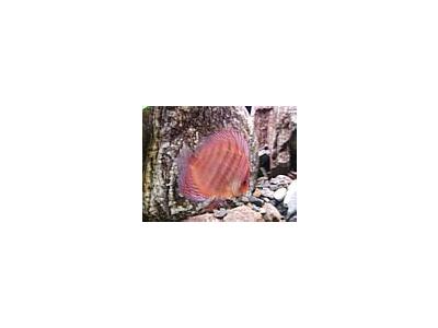 Photo Small Aquarium Fish 19 Animal