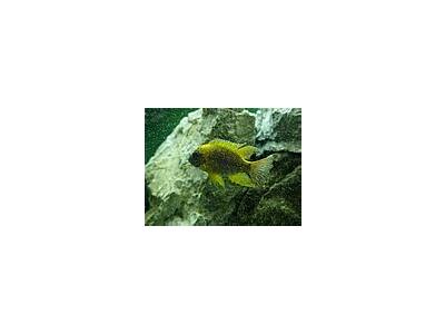 Photo Small Aquarium Fish 2 Animal
