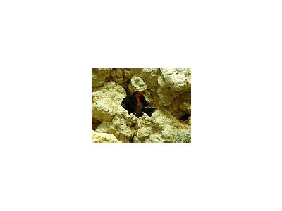 Photo Small Aquarium Fish 20 Animal