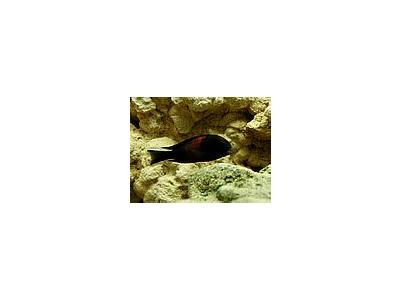 Photo Small Aquarium Fish 21 Animal