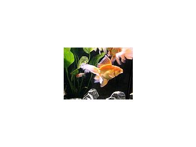 Photo Small Aquarium Fish 25 Animal