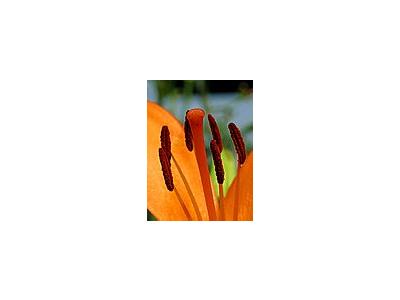 Photo Small Day Lilies Flower