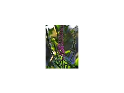 Photo Small Flowers 4 Flower