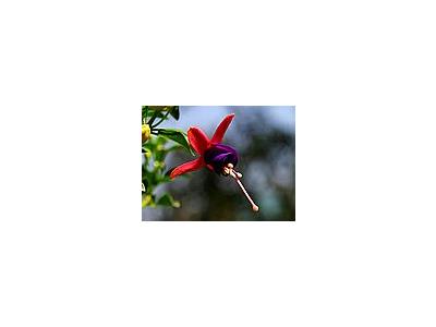 Photo Small Fuschia 2 Flower