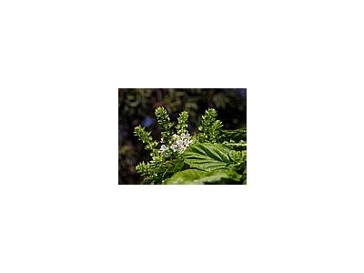 Photo Small Herbs Blooming Basil Flower