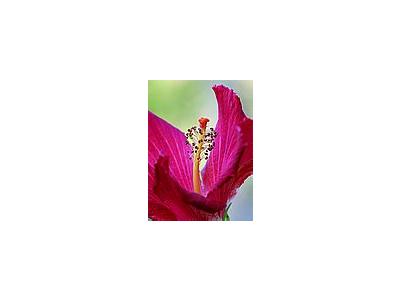 Photo Small Hibiscus Flower