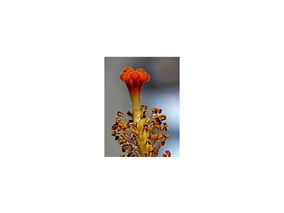Photo Small Hibiscus Pistil Flower