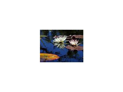 Photo Small Lotus Flower