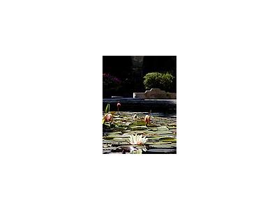 Photo Small Lotus Flower Flower