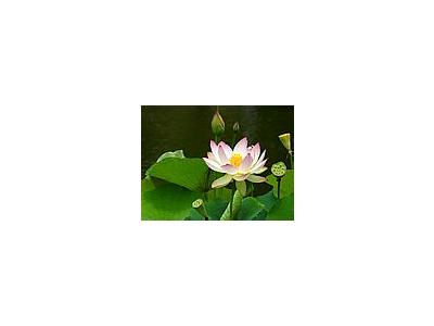 Photo Small Lotus Flower 2 Flower