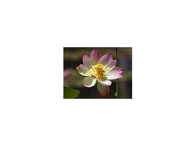 Photo Small Lotus Flower 3 Flower