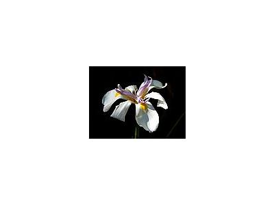 Photo Small Orchids Flower