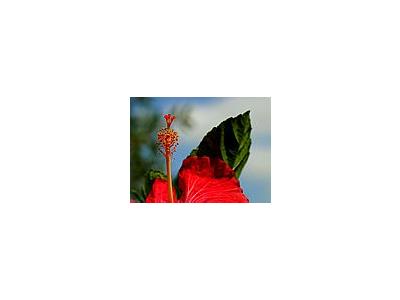 Photo Small Hibiscus 2 Flower