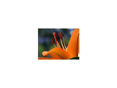 Photo Small Hibiscus 3 Flower
