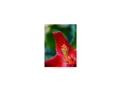 Photo Small Hibiscus 4 Flower