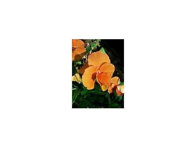 Photo Small Orange Flower Flower