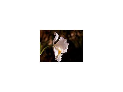 Photo Small Orchid Petals Flower