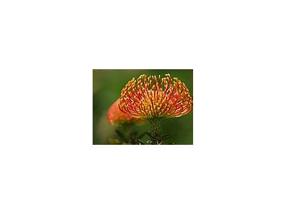 Photo Small Pincushion Protea Flower