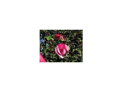 Photo Small Pink Rose Flower