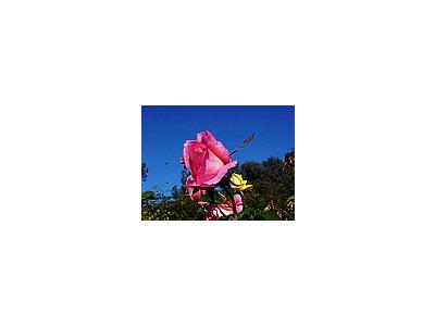 Photo Small Pink Rose 2 Flower