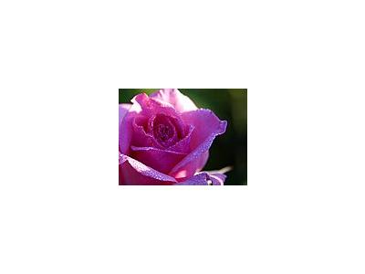 Photo Small Pink Rose Drops Flower