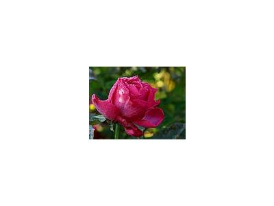 Photo Small Pink Rose Drops 2 Flower